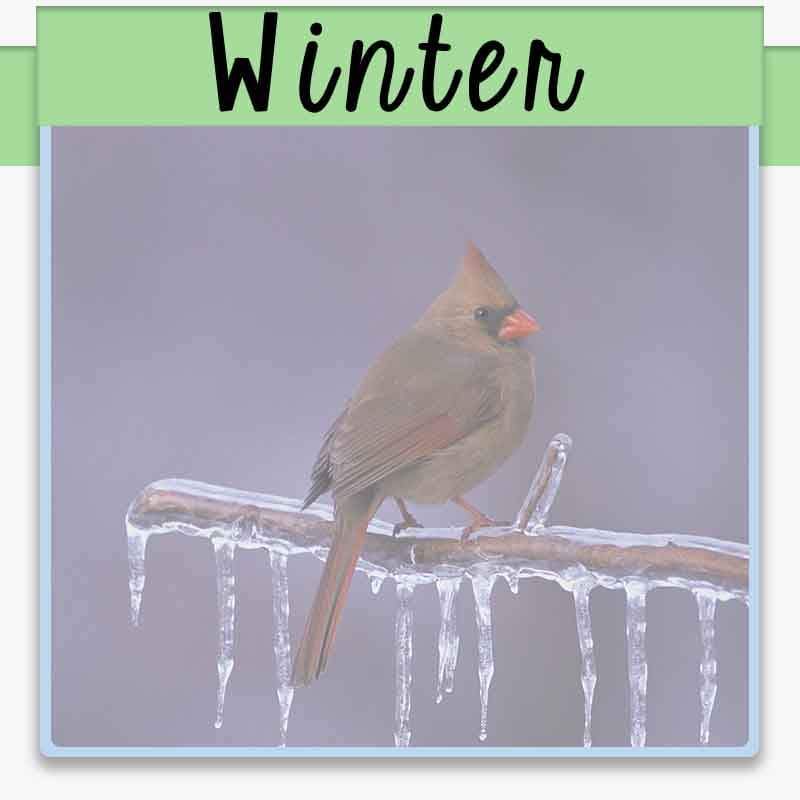 Winter female cardinal perched on a branch with frozen icicles and text overlay winter