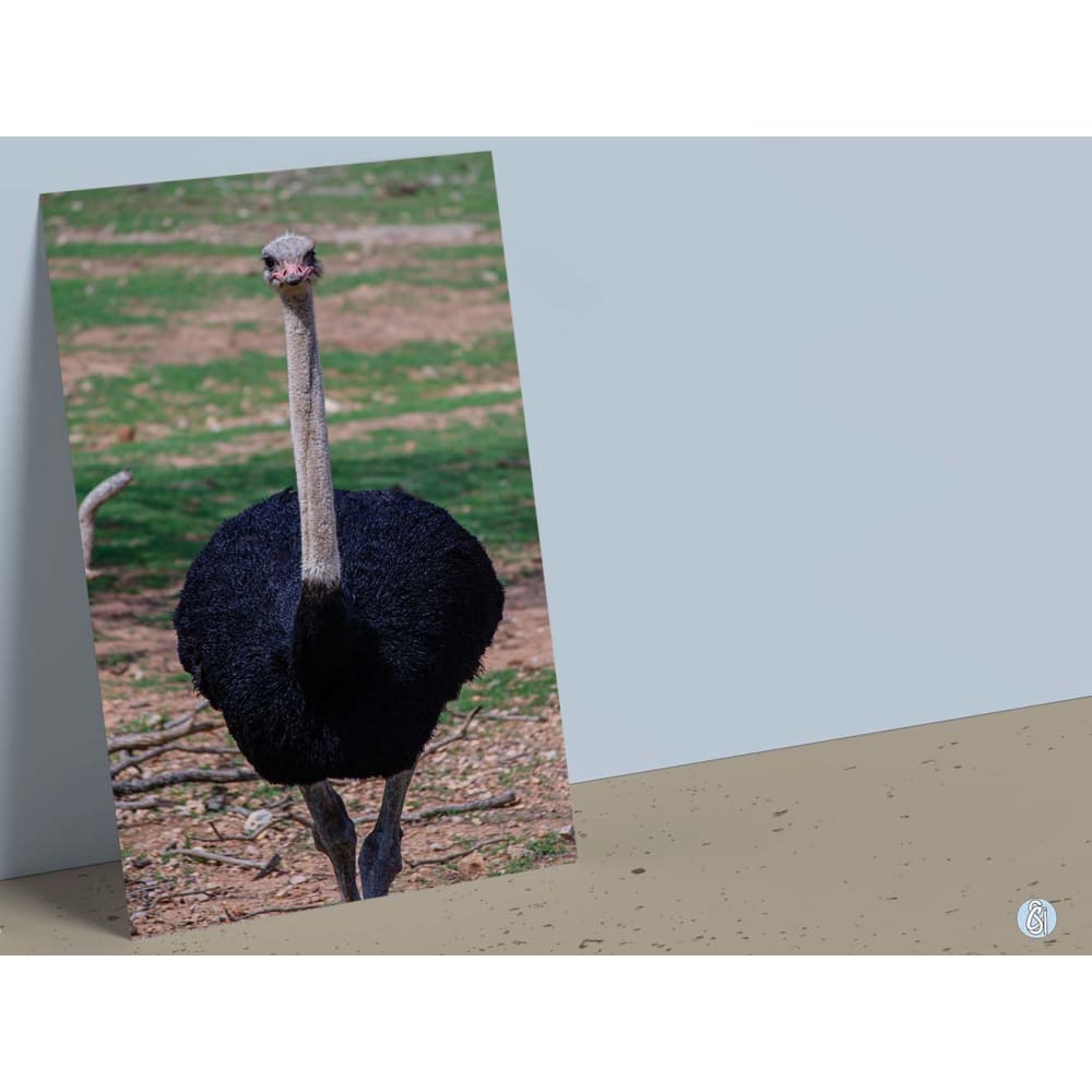 4x6 Postcards Cards Made in USA custom tee