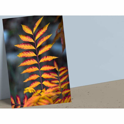4x6 Postcard (set1) - Fall Leaves - Cards