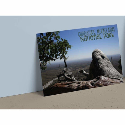 4x6 Postcard (set1) - Tree Guadalupe Nat’l Mtn. State Park -